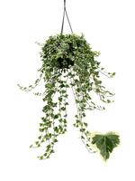 Hedera helix White Wonder