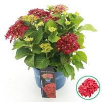 Hydrangea macr. Royalty Fire Wings