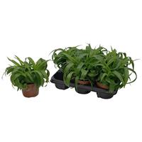 Chlorophytum Com Green Bonnie