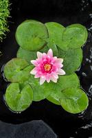 Nymphaea Ch. de Meurville