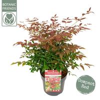 Nandina dom. Obsessed