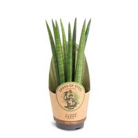 Sansevieria cylindrica ´Straight´
