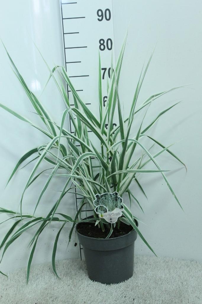 Afbeeldingen van Arundo donax Variegata P23 (5 Ltr)