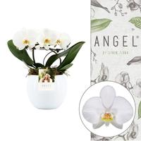 Phalaenopsis hybrid Angel in Lisa White ceramic
