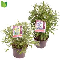 Caryopteris cla. in varieties