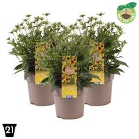 Rudbeckia Little Goldstar