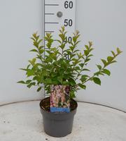 Prunus tomentosa