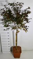 Acer pal. Beni-maiko