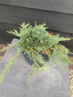 Juniperus Bar-Harbor