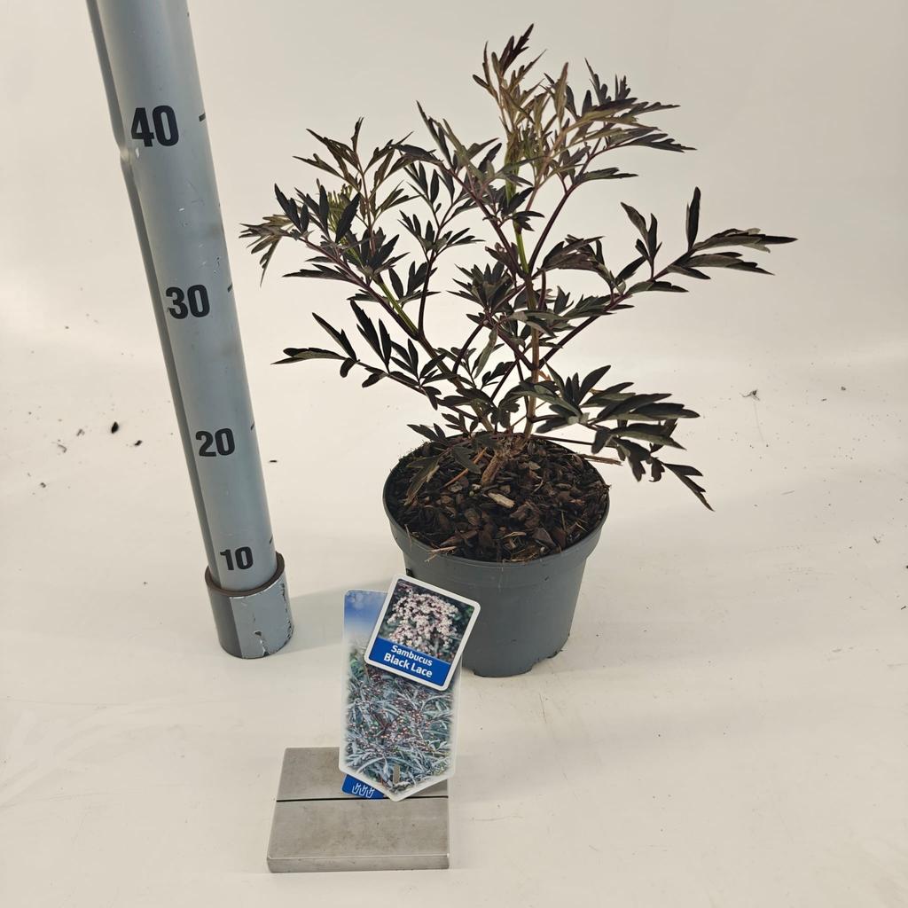 Picture of Sambucus nig. Black Lace P17 (2 Ltr)