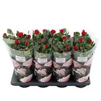 Rosa Red st. 1-2