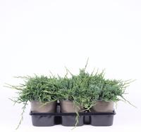 Juniperus hor. Wiltonii