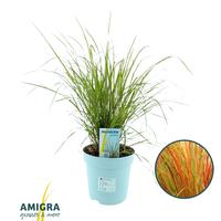 Stipa Arundinacea Pheasant