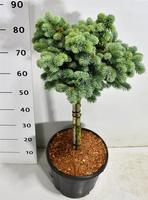 Picea pung. Glauca Globosa
