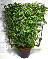 Carpinus betulus