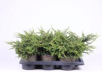Juniperus com. Repanda