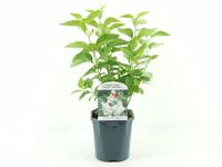 Syringa vulg. Mme Lemoine