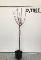 Prunus Triloba