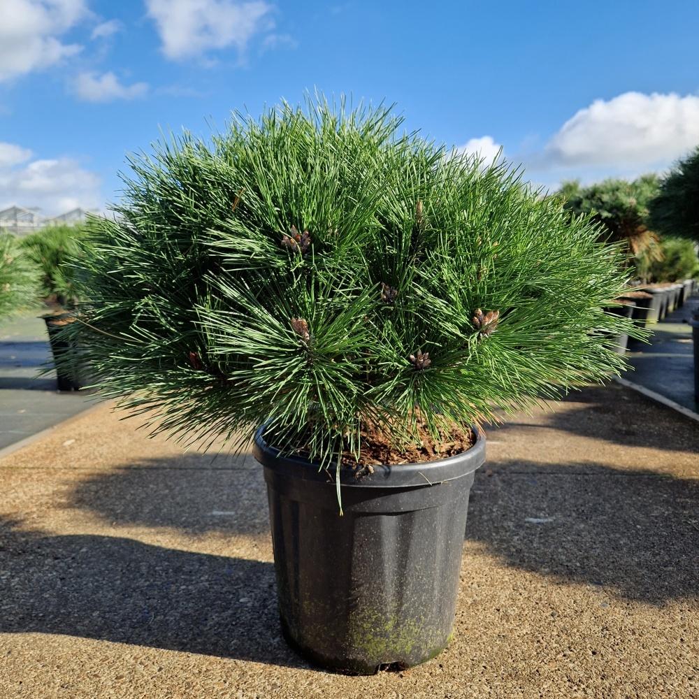 Picture of Pinus nigra Brepo C18 10/STD