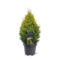 Thuja occidentalis Golden Smaragd (pbr)