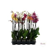 Phalaenopsis hybrid in varieties
