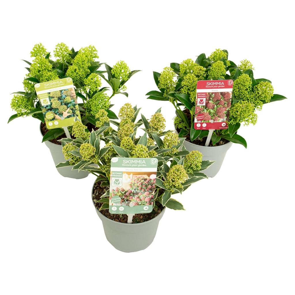 Picture of Skimmia japonica in varieties P13