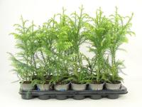 Cryptomeria jap. Sekkan