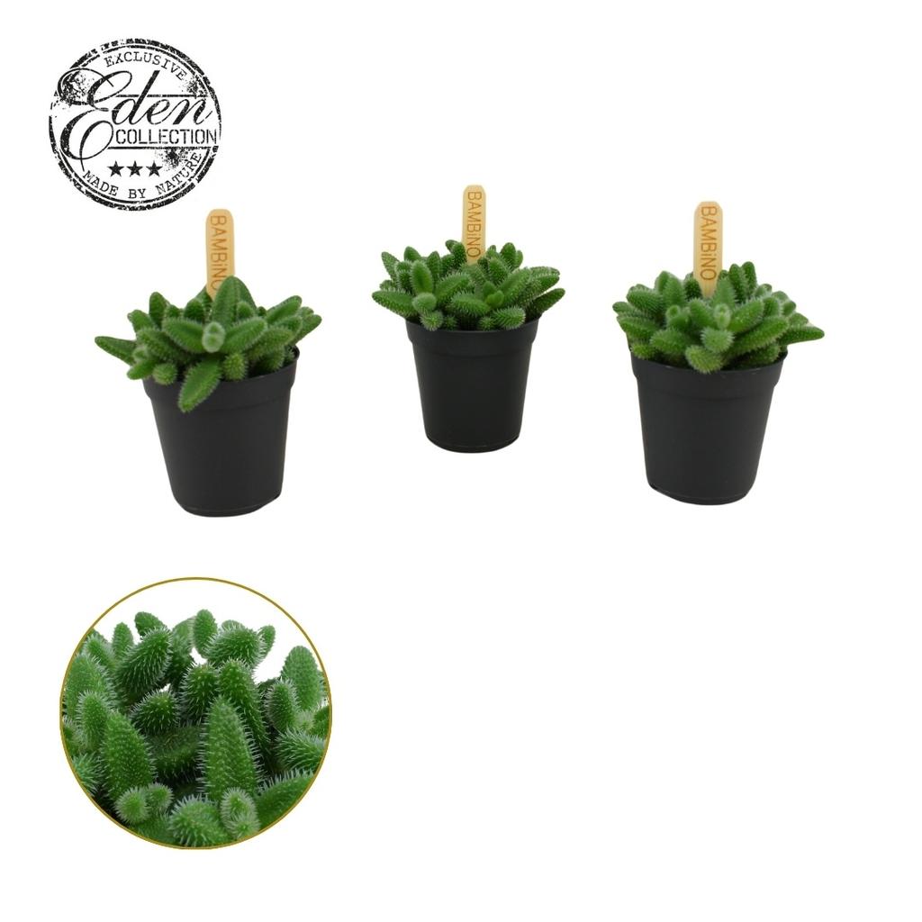 Image de Delosperma Echinatum Bambino P5.5 10CM