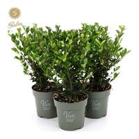 Ilex cr. Jenny