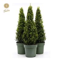 Ilex cr. Jenny