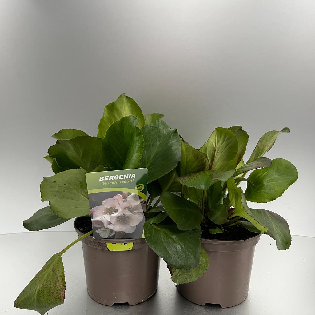 Picture of Bergenia Harzkristall P17 (2 Ltr)