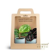 Calathea 2-Pack Woodbase Sky Blue