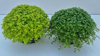 Soleirolia soleirolii in 2 varieties