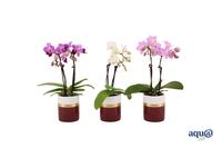 Phalaemopisi hybrid Dolomite Horizon Bordeaux Tiny Dolls varieties Aqu@