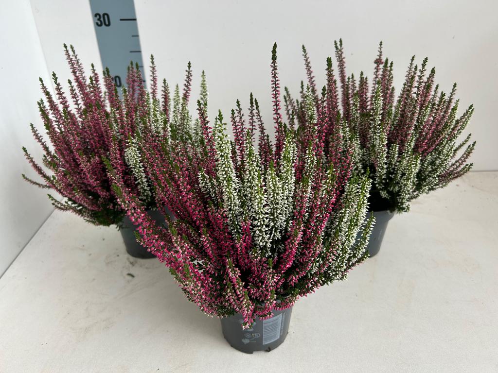 Picture of Calluna Beauty Ladies Twins RED-WHITE P10.5 20CM