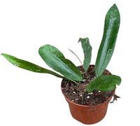 Hoya Rindu Rafflesia
