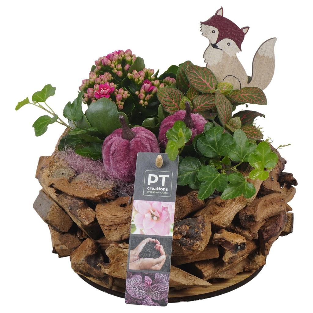Picture of PTHI5480 Arrangement Autumn indoor in wooden pot P21 20CM