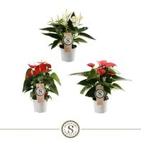 Anthurium Top in 3 varieties