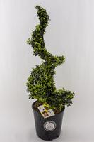 Ilex cr. Dark Green