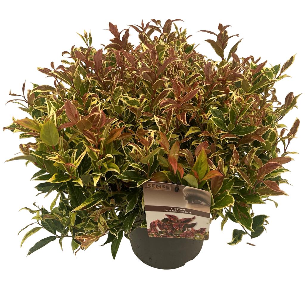 Picture of Leucothoe wal. Firestar P23 (5 Ltr)