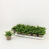Ficus Pumila Green Sunny
