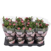 Rosa Special Ganna st. 1-2