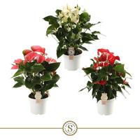 Anthurium Top in 3 varieties