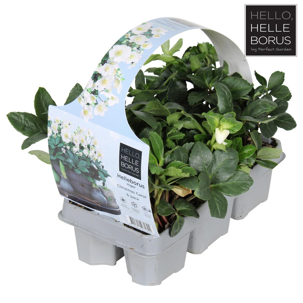 Afbeeldingen van Helleborus niger Christmas Carol 6-PACKS