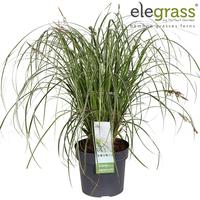 Carex osh. Feather falls