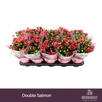 Chrysant Dynamic Salmon
