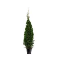Thuja occ. Smaragd