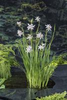 Schizostylis coccinea Alba