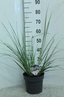 Cortaderia sell. Silver Minipampas