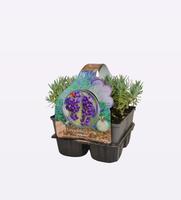 Lavandula ang Hidcote